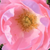 Roza - Pokrovne vrtnice - Sommerwind®
